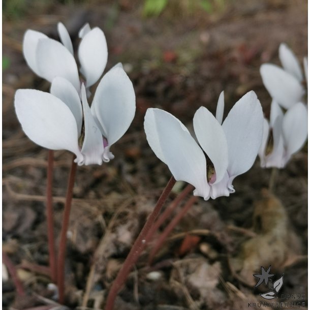 Cyclamen Neapolitanum Album
