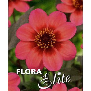 Dahlia Dahlegria Tricolore