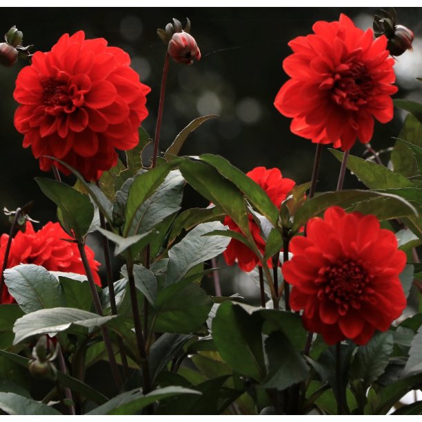 Dahlia Ellen Houston