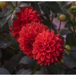 Dahlia Ellen Houston