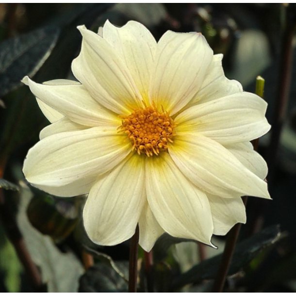 Dahlia Dainty Lady