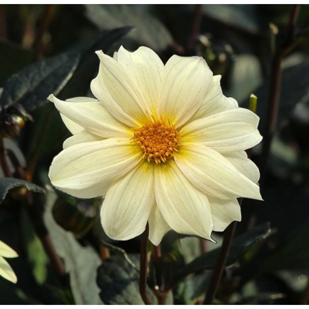 Dahlia Dainty Lady