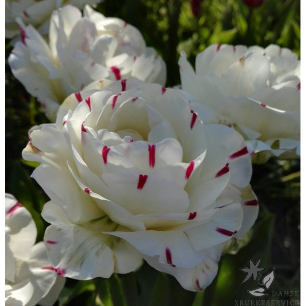 Tulipan Danceline