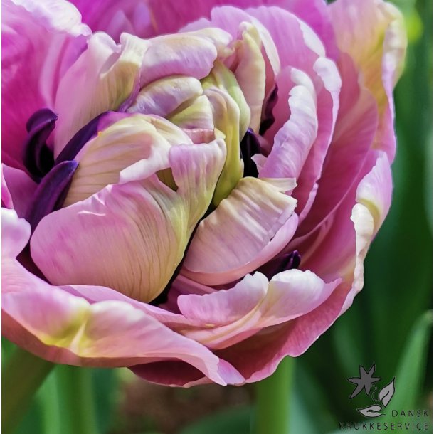 Tulipan Dancing Passion