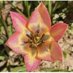 Botanisk Tulipan Danique