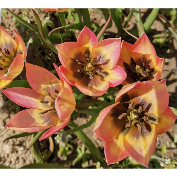 Botanisk Tulipan Danique
