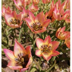 Botanisk Tulipan Danique