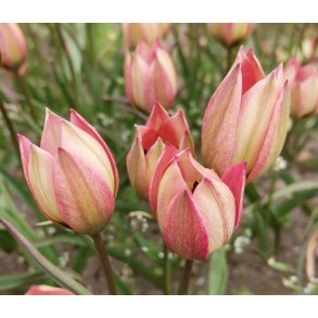 Botanisk Tulipan Danique
