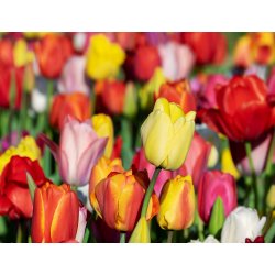 Tulipan Darwin Mix