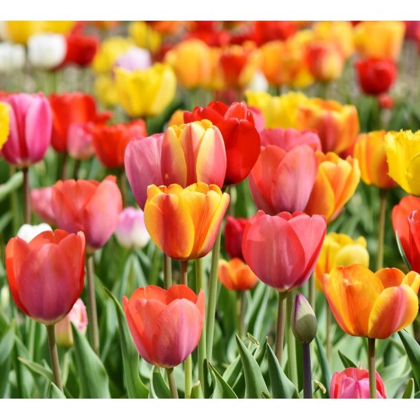 Tulipan Darwin Mix