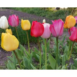 Tulipan Darwin Mix