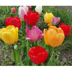 Tulipan Darwin Mix