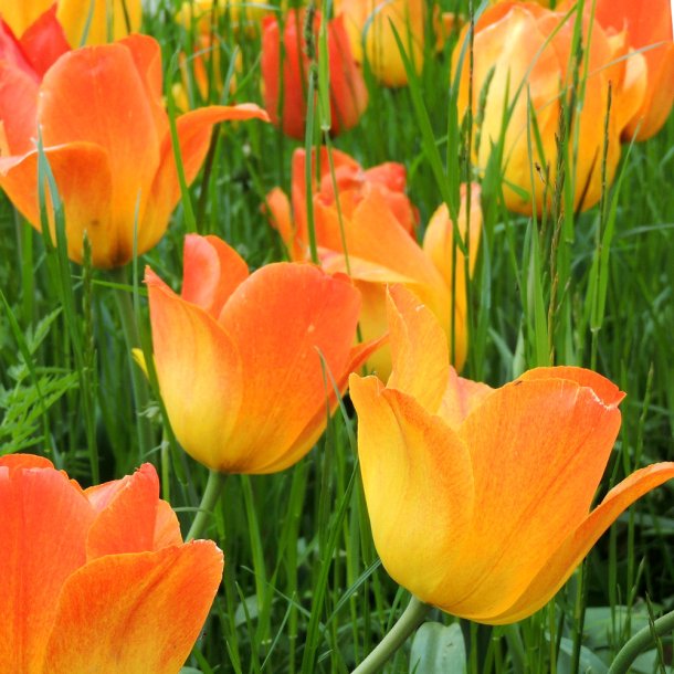 Tulipan Daydream