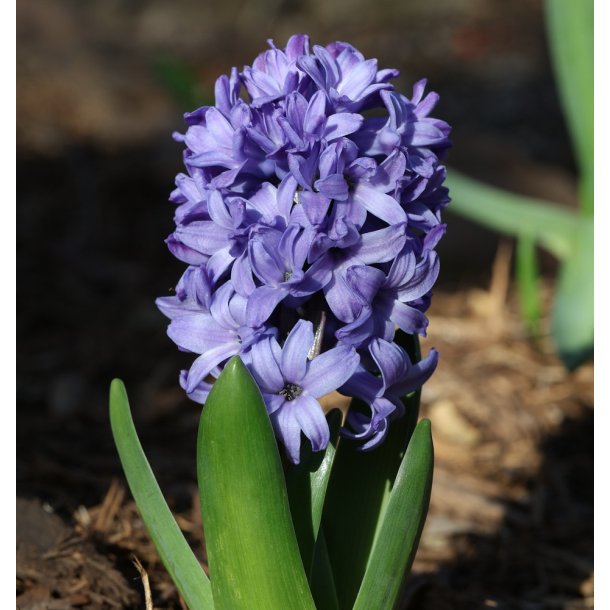 Hyacint Delft Blue