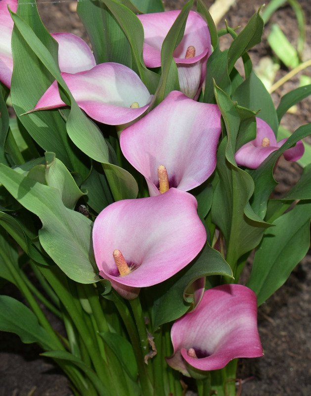 Denver Calla i Pink, rosa og Lilla (Zantedeschia) Kalla