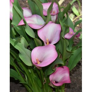 Calla Denver