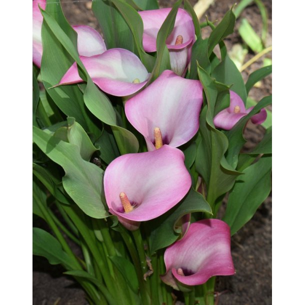 Calla Denver