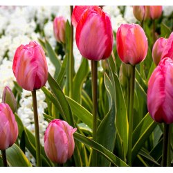 Tulipan Design Impression