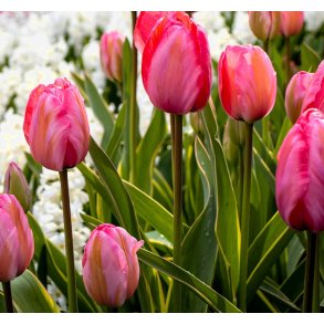 Tulipan Design Impression