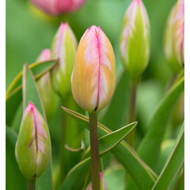 Tulipan Design Impression