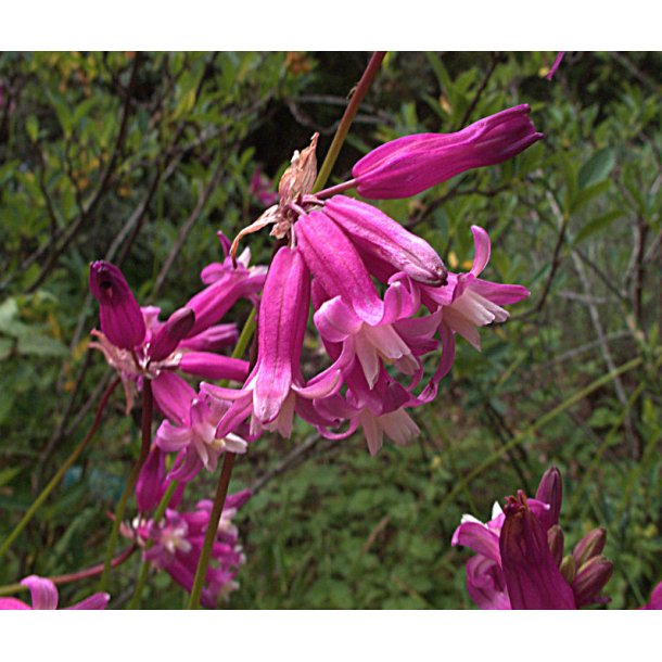 Dichelostemma 'Pink Diamond'