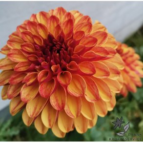 Dahlia Ding a Dong (Autumn Pumpkin)