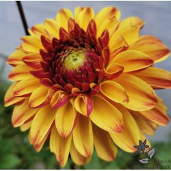 Dahlia Ding a Dong (Autumn Pumpkin)