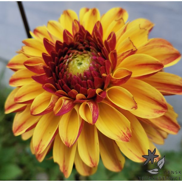 Dahlia Ding a Dong (Autumn Pumpkin)