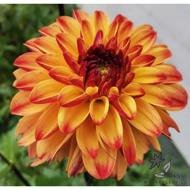 Dahlia Ding a Dong (Autumn Pumpkin)