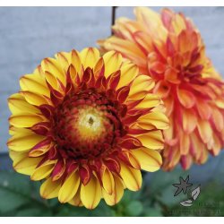 Dahlia Ding a Dong (Autumn Pumpkin)