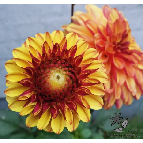 Dahlia Ding a Dong (Autumn Pumpkin)