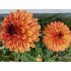 Dahlia Ding a Dong (Autumn Pumpkin)