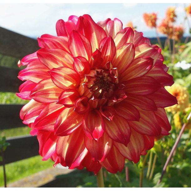 Dahlia Ding a Dong
