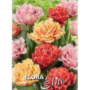 Tulipaner Dobbelt Frynset Mix