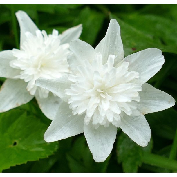 Fyldt Hvid anemone - Skovanemone Vestal