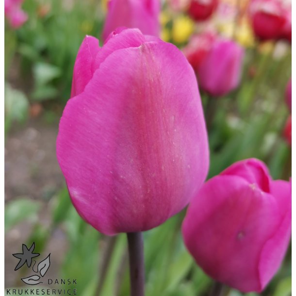 Tulipan Don Quichotte
