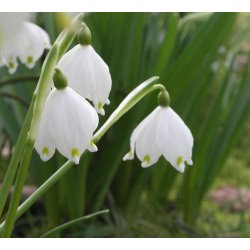 Leucojum Vernum, Dorothealilje