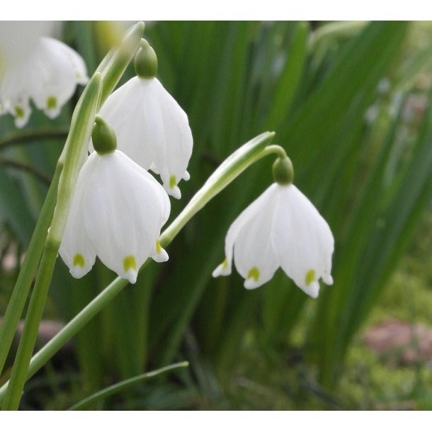 Leucojum Vernum, Dorothealilje
