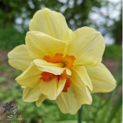 Dobbelt Pskelilje Double Fashion