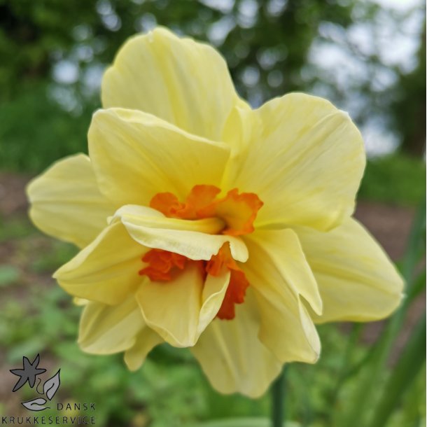 Dobbelt Pskelilje Double Fashion