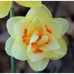 Dobbelt Pskelilje Double Fashion