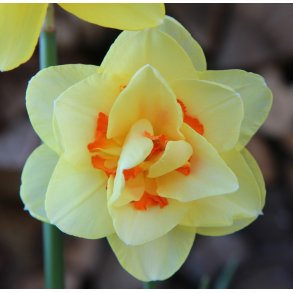 Dobbelt Pskelilje Double Fashion