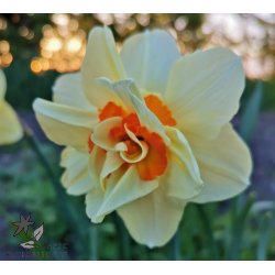 Dobbelt Pskelilje Double Fashion