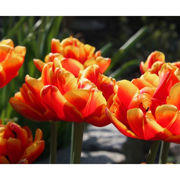 Tulipan Double Focus