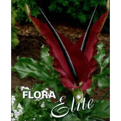 Dracunculus - Dragerod