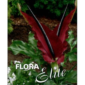 Dracunculus - Dragerod