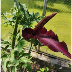 Dracunculus - Dragerod