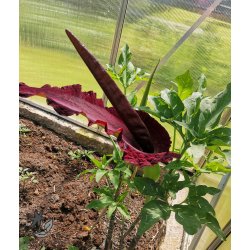 Dracunculus - Dragerod