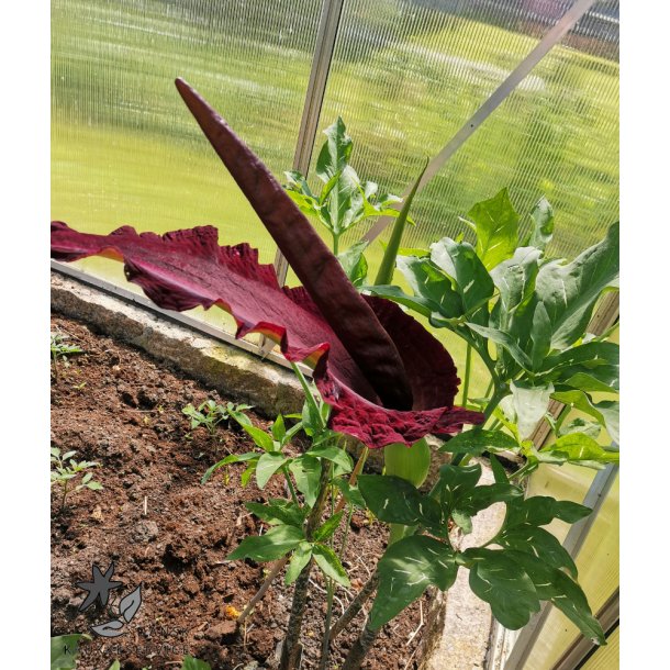 Dracunculus - Dragerod