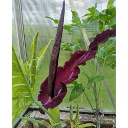 Dracunculus - Dragerod